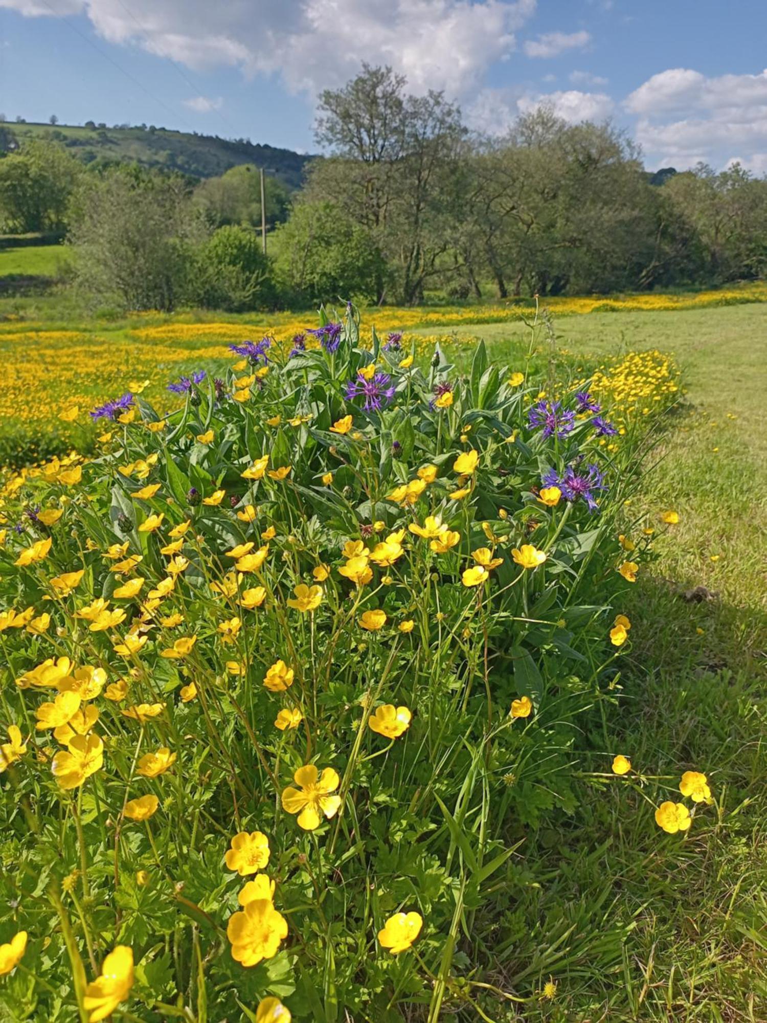 Oak Tree Farm Hotel Llanfynydd Buitenkant foto